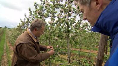 BBC Points West reporter Steve Knibbs visits a fruit farm