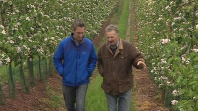 BBC Points West reporter Steve Knibbs visits a fruit farm