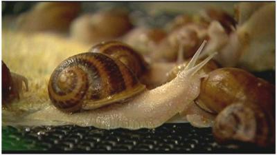 Snails produced in Colombian farm