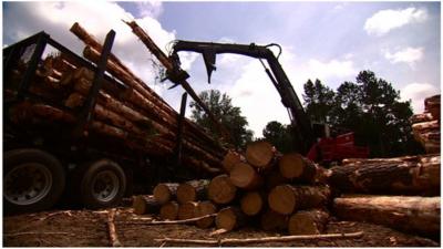 Trucks picking up timber