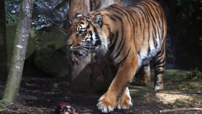 Sumatran tiger