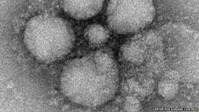 Novel coronavirus particles