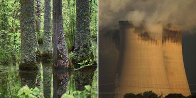 Trees in the US and cooling towers at Drax power station in the UK