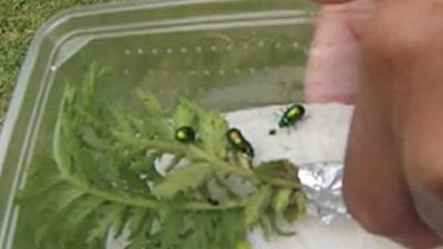 Tansy Beetles