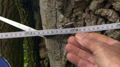 Tree is measured