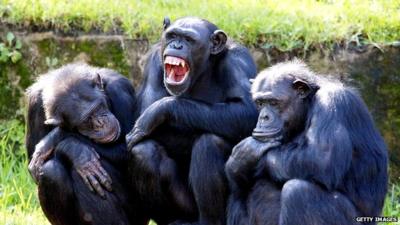 Three chimpanzees