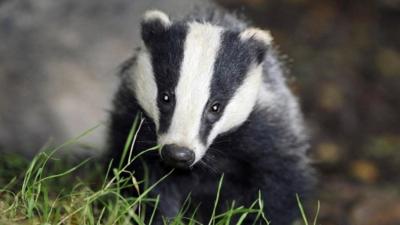 Badger