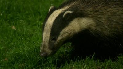 Badger