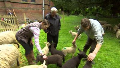 Sheep being stroked in the churchyard