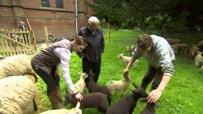 Sheep being stroked in the churchyard