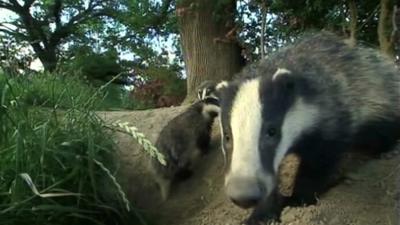 Badgers