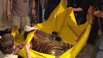 Tiger being evacuated from Prague zoo