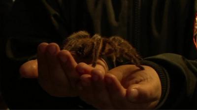 A child holding a Tarantula