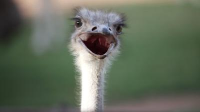 Ostrich