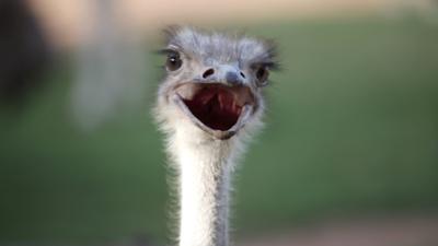 Ostrich