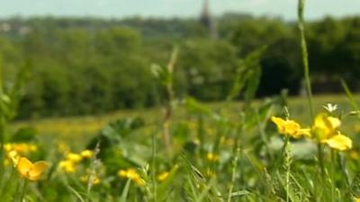 The field where the eco village would be built