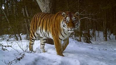 A Siberian snow tiger caught on camera