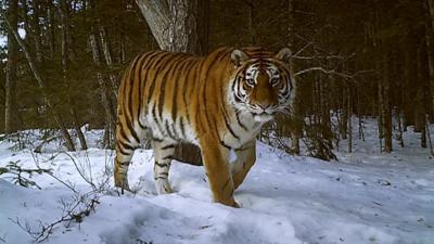 A Siberian snow tiger caught on camera