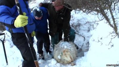 Men rescuing a sheep from the snow