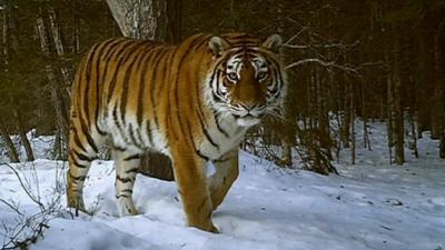 Watch the incredible footage of the Tigers