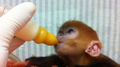 Baby monkey fed by keepers doing well in Australian zoo