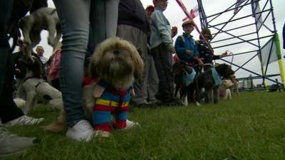 Dogs at the start line