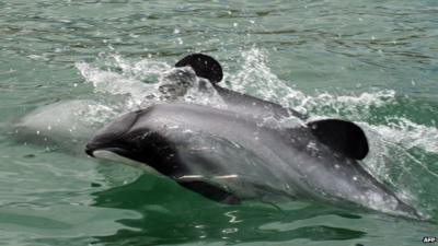 Maui's dolphins swimming off the west coast of New Zealand's North Island