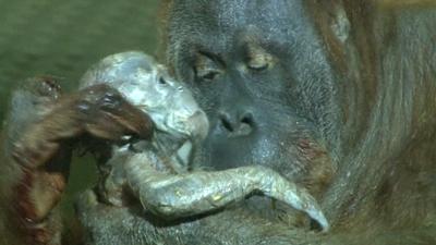 Baby Orangutan with mum Dana