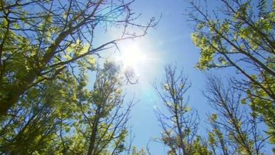 Trees affected by ash dieback