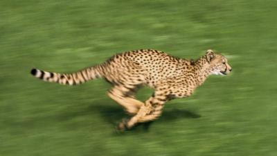 Cheetah running