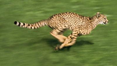 Cheetah running/SPL