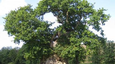 Undated Woodland Trust handout photo of the Wyndham Oak, Dorset