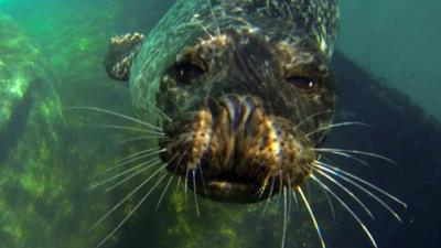 Common seal swimming underwater