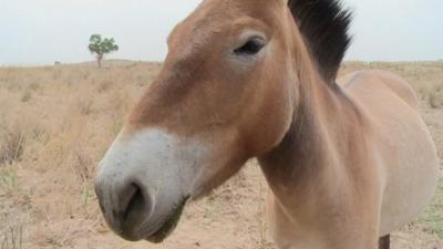 A rare Przewalski horse