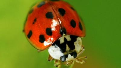 Ladybird