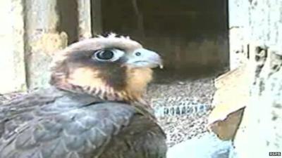 The peregrine chicks were born in May