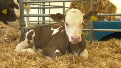 a cow at the Cheshire County Show