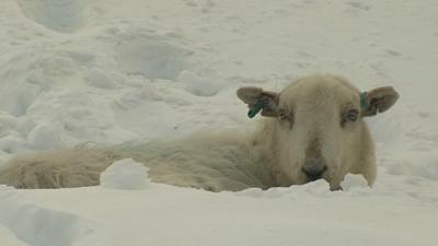 Sheep in snow