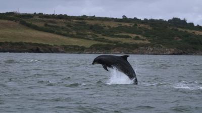 Bottlenose dolphin