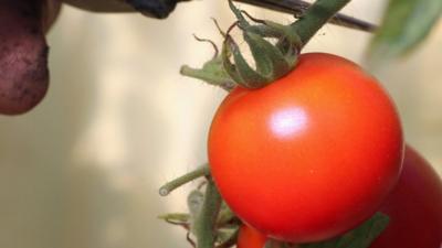 A worker collects tomatoes