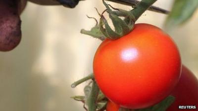 A worker collects tomatoes