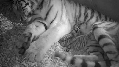 An Amur tiger with two cubs