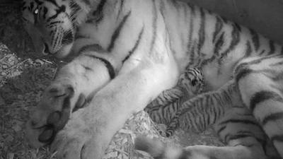 An Amur tiger with two cubs