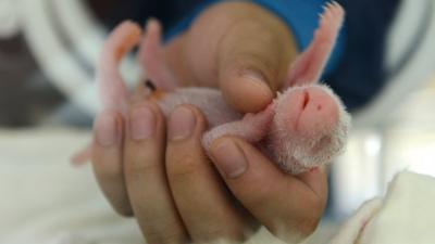 One of the panda twins born in China