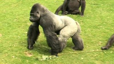 Djala at Port Lympne