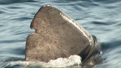 Basking shark fin