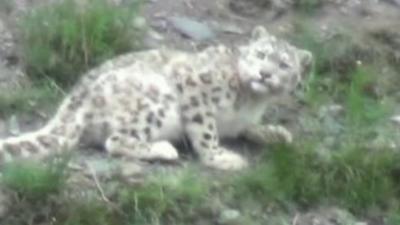 Snow Leopard in Yushu hills, China