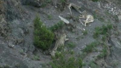 rare snow leopards in China