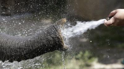 Elephants at Utahs Hogle Zoo are cooled off with a water hose