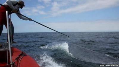 Researcher tags a blue whale (c) John Calambokidis
